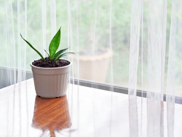 Sansevieria in witte potten op tafel.