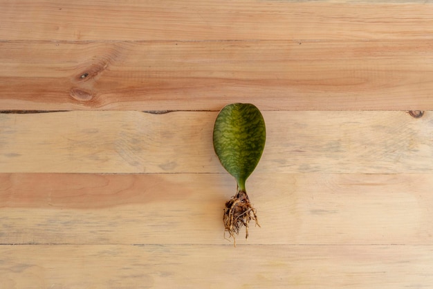 Sansevieria masoniana Walvisvin plant met blote wortel