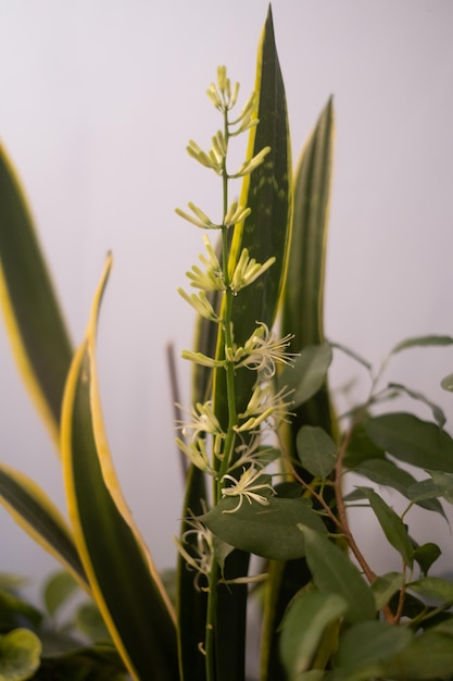 Sansevieria plant blooming stem and green striped leaves