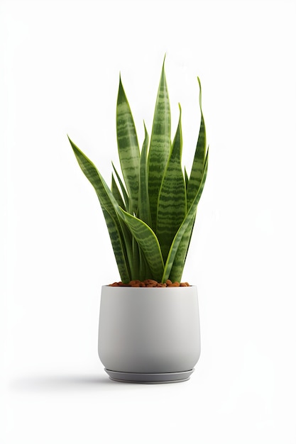 Растение сансевиерии на керамическом горшке змеиное растение на белом фоне