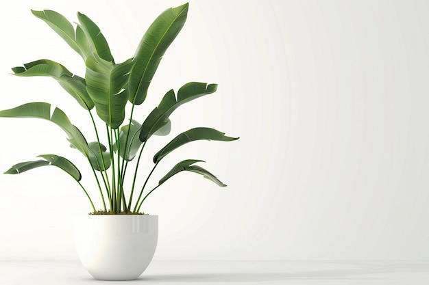 サンセヴィエリア (Sansevieria) は白い背景の灰色のテーブルの上に立つ現代的な花瓶の植物です