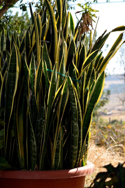 Растение Sansevieria в горшке на внутреннем дворе