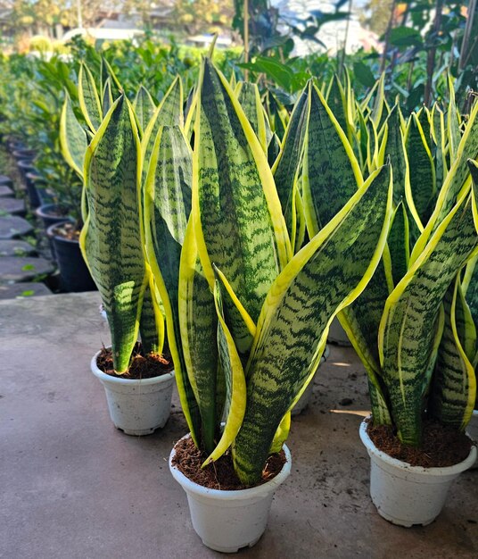 Фото Растения sansevieria в белых горшках в питомнике