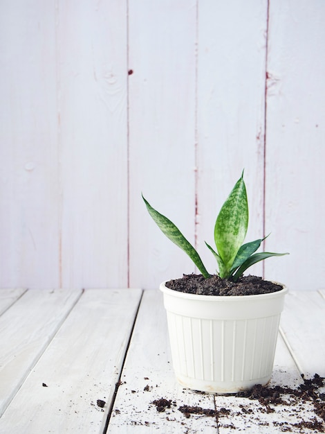 白い鍋にサンセベリアの植物。