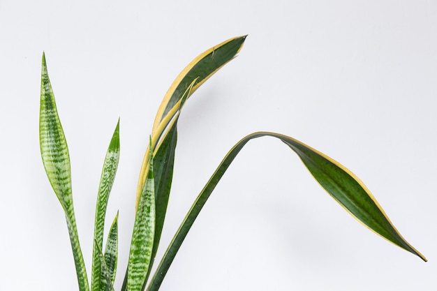 Sansevieria rifasciata суккулентна на белом фоне
