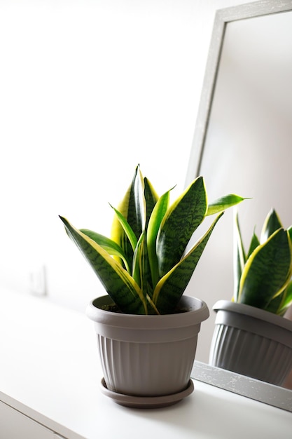 Sansevieria threelane small in the room The concept of minimalism houseplant care concept