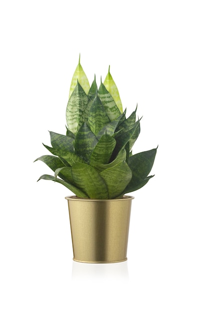 Sansevieria trifasciata Hahnii or snakeplant in gold shiny metal pot