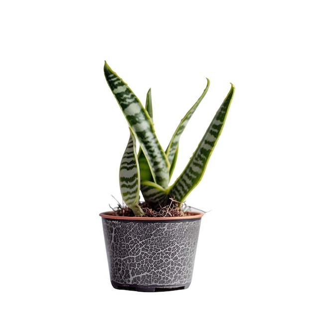 Sansevieria trifasciata in een pot geïsoleerd op een witte achtergrond