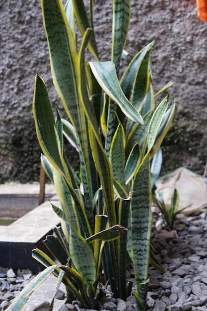 Sansevieria trifasciata plant growing in the yard