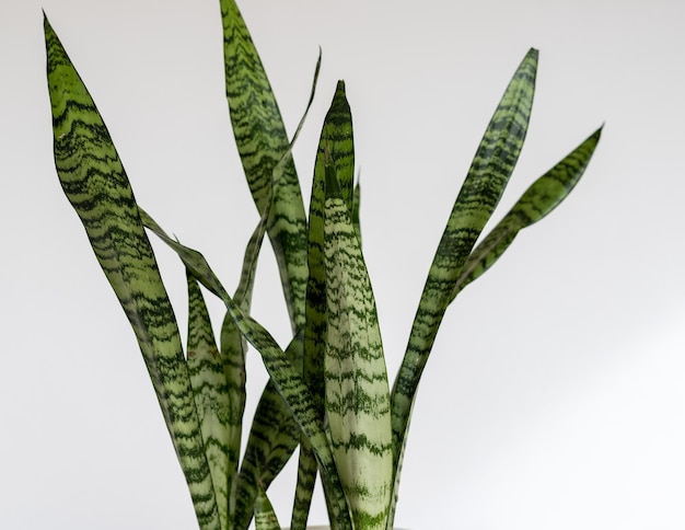 Sansevieria Zeylanica 뱀 식물은 격리된 흰색 배경에 근접 촬영을 남깁니다.