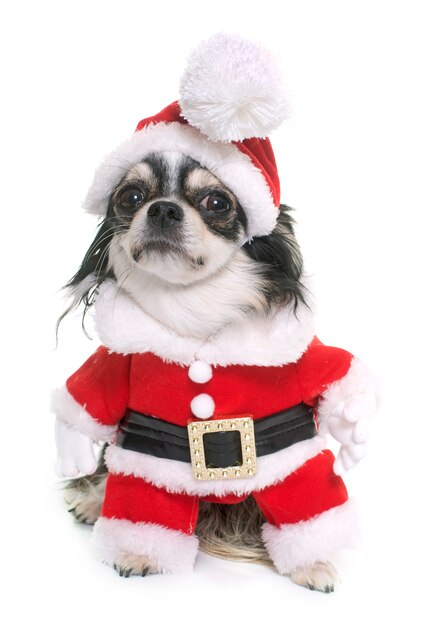 santa claus chihuahua