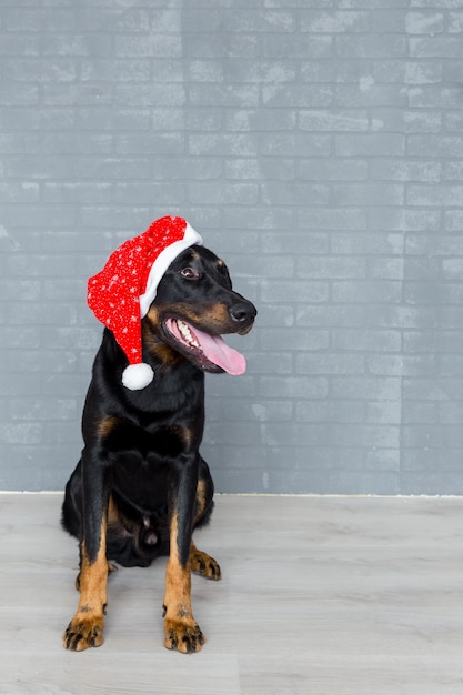 Santa claus french dog sittting on the floor.