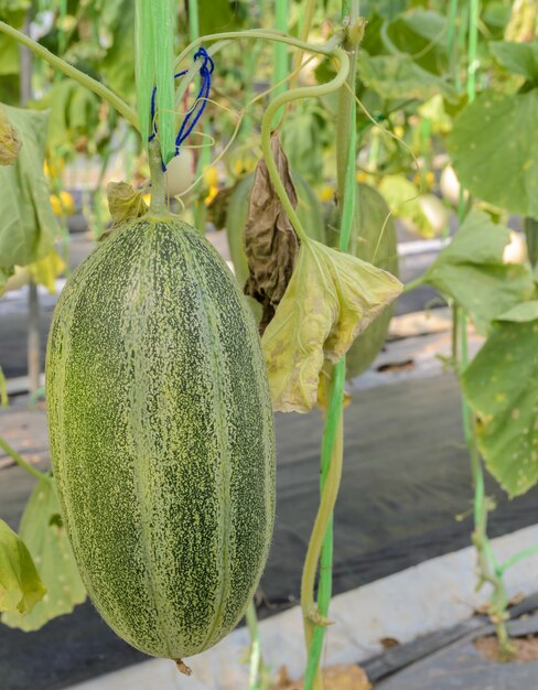 Santa Claus melon fruit on its tree