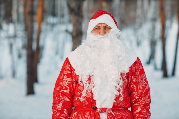 Santa Claus with long white beard walking in the winter forest