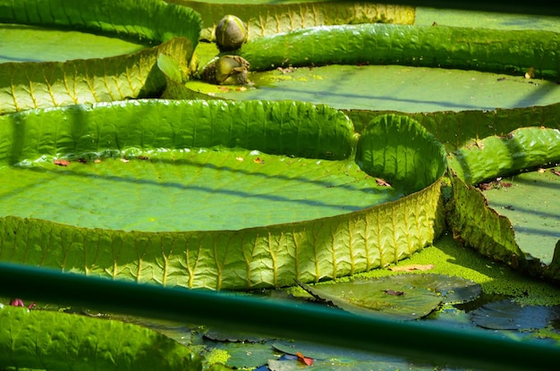 Santa Cruz Waterlily in the pond