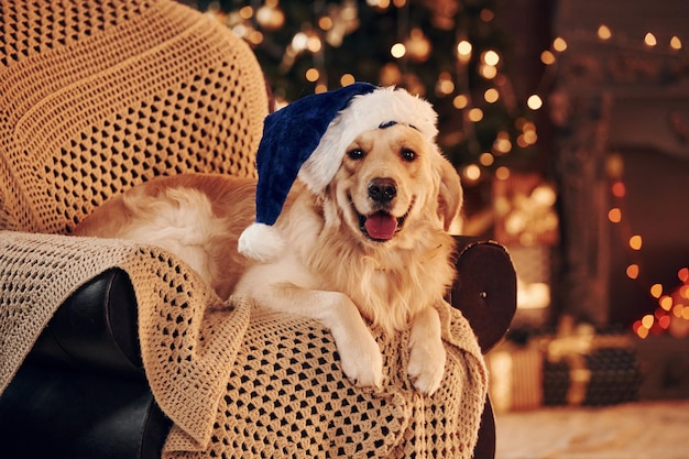 サンタの帽子で家でかわいいゴールデンレトリバー新年とクリスマスを祝う