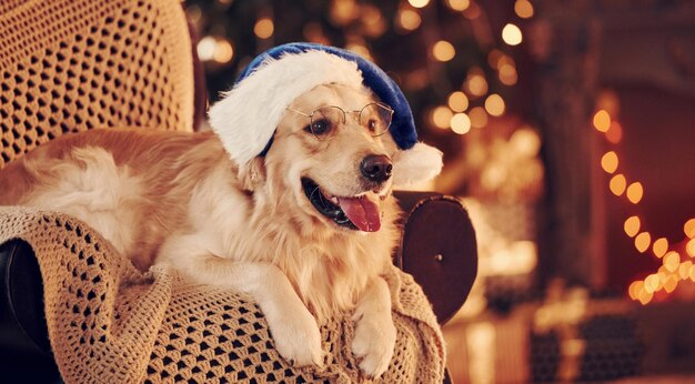 В новогодней шапке Симпатичный золотистый ретривер дома Празднование Нового года и Рождества
