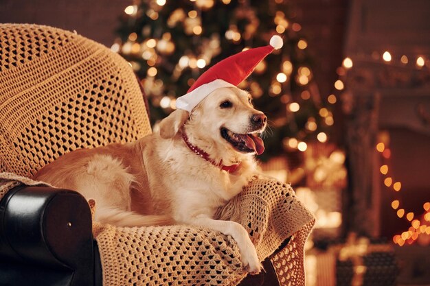 サンタの帽子で家でかわいいゴールデンレトリバー新年とクリスマスを祝う