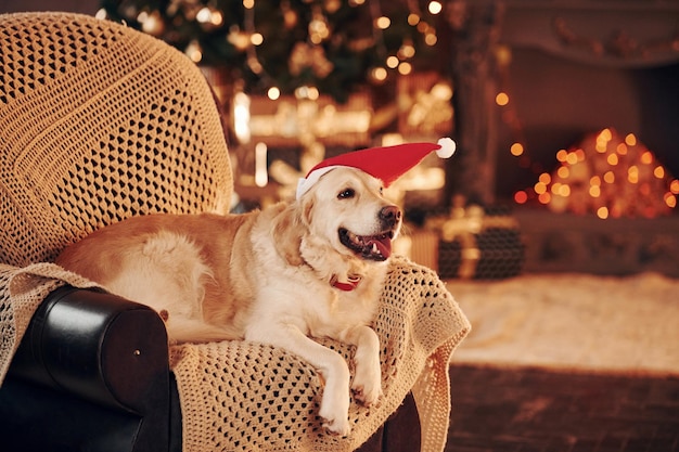 サンタの帽子で家でかわいいゴールデンレトリバー新年とクリスマスを祝う