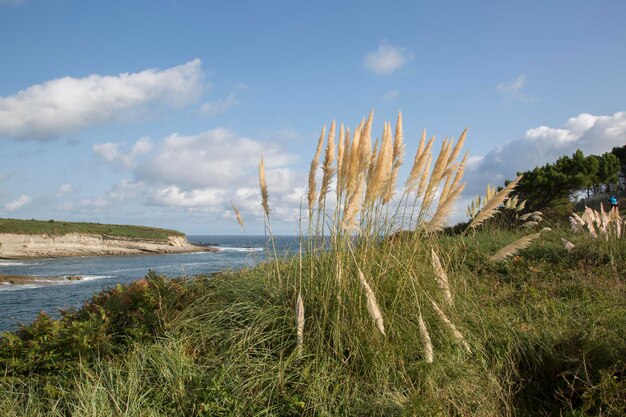 Santa Marina-eiland en riet in Loredo, Santander, Spanje