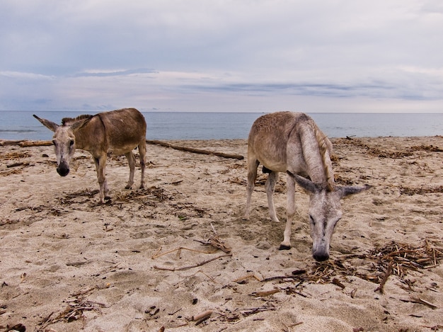 Santa Marta ezel strand natuurpark