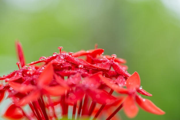 Santan flower in Maldives island. Red Santan tropical blossom closeup with morning rain droplets