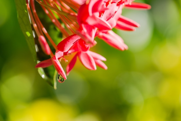 Santanbloem in het eiland van de Maldiven. Rode tropische de bloesemclose-up van Santan met de druppeltjes van de ochtendregen