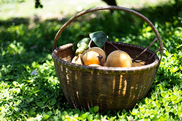 Foto frutta di santol in un cesto in giardino