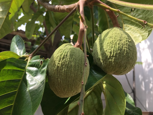 Foto i frutti santol crescono sull'albero del ramo.