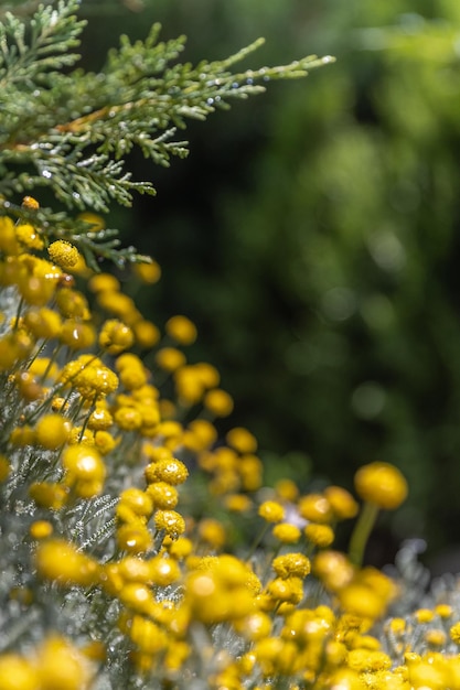 Santolina chamaecyparissus of katoen lavendel familie Asteraceae aromatische geneeskrachtige gele bloem