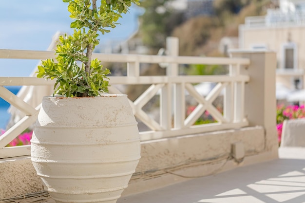 Santorini, Greece. Ceramic pot with flower or plant with wooden fence, street decoration