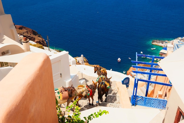 Santorini island, Greece. Donkeys walk down the stairs to the port in Oia town. Famous travel destination