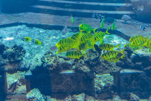 Sanya, Hainan, China - 19 januari 2020: Een grote verscheidenheid aan vissen (meer dan 500 soorten vissen, haaien, koralen en schaaldieren) in een enorm aquarium in Hotel Atlantis op het eiland Hainan. Sanya, China.