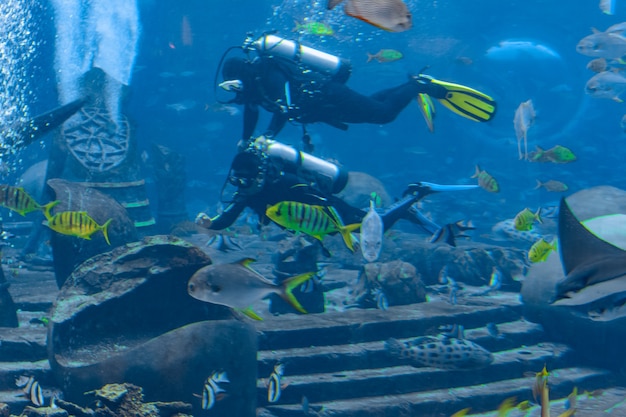 Sanya, Hainan, China - 19 januari 2020: Onderwaterfotografen op duiken met in het enorme aquarium. Duikers met camera omringd door een groot aantal vissen. Sanya, Hainan, China.