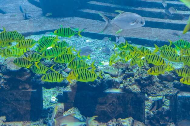 写真 中国海南省三亜-2020年2月20日：海南島の巨大な水族館に生息する多種多様な魚（500種以上の魚、サメ、サンゴ、甲殻類）。