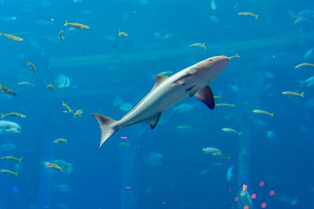 Sanya, Hainan, China - January 19, 2020: A wide variety of fishes (more than 500 species fishes, sharks, corals and shellfish) in a huge aquarium in Hotel Atlantis on island Hainan. Sanya, China.