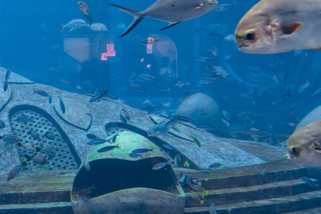 Sanya, Hainan, China - January 19, 2020: A wide variety of fishes (more than 500 species fishes, sharks, corals and shellfish) in a huge aquarium in Hotel Atlantis on island Hainan. Sanya, China.