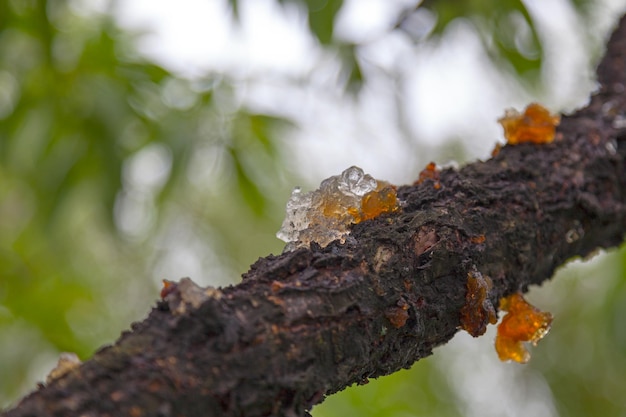 Sap from a peach tree on its bark