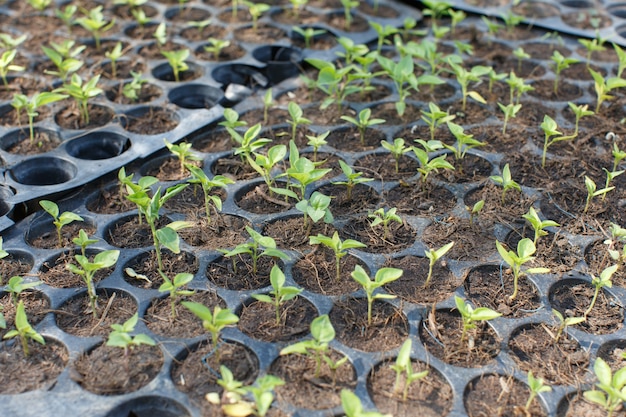 sapling closeup detail