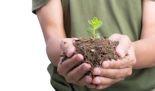 Sapling in front hands isolate