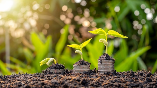 Sapling of growing plants on stacked coins and fertile soil, the concept for investment for agriculture and cultivation.