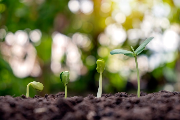 土壌と緑の自然ボケの背景に成長する苗木。植物成長の進行の概念。生態学と新しい生命の成長