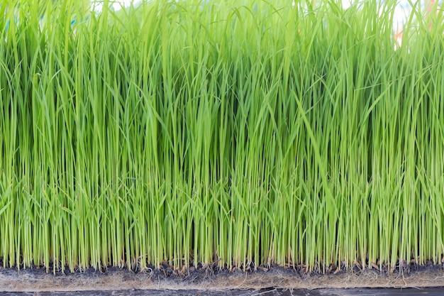 Sapling planting of rice preparations