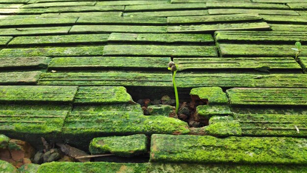 Sapling in the rock