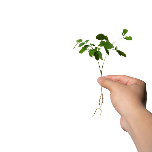 Photo sapling with root is hold on the man hand on white background clipping paths