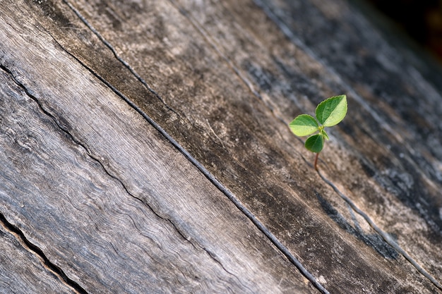 Sapling on wood