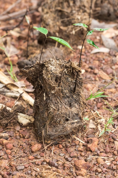 Saplings grow on elephant dung