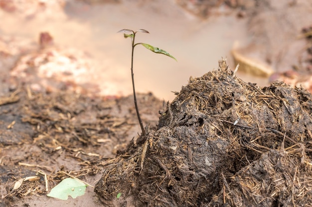 Saplings grow on elephant dung