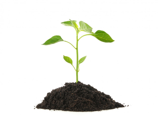 Photo saplings seedlings in black soil isolated on white background