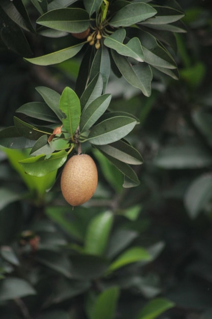 sapodilla fruit manilkara sapota sapotaceae zapota asia asian background brown chico chik